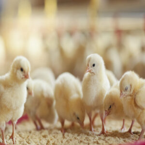 Poultry Bedding Material